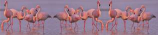 Flamingó