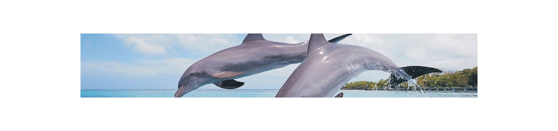 Delfin