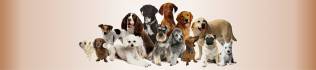 Dogs